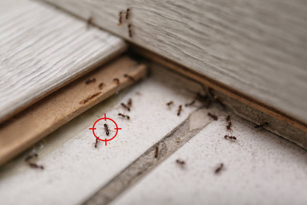 Best Exterminator Services  in Wooster, AR
