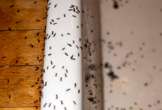 Pest Prevention Services in Wooster, AR