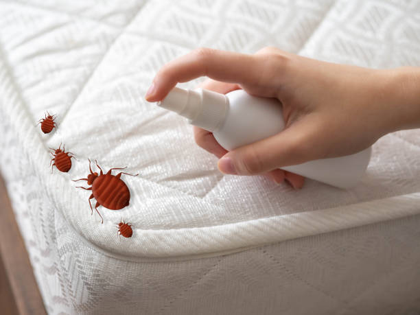 Best Wasp Removal Services  in Wooster, AR