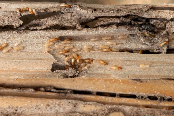 Best Ant Control Services  in Wooster, AR